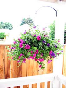 Petunias in hanging basket