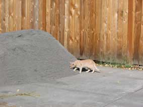 Neighborhood cat discovers the mother of all kitty litter piles