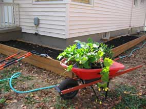 Bringing plants out in wheelbarrow