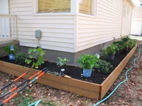 Plants placed in approximate positions in planting bed