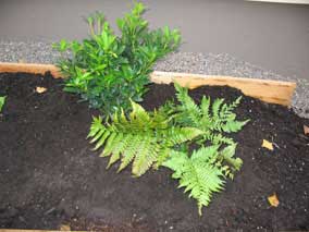 <em>Skimmia japonica</em> Japanese Skimmia 'Dwarf Female' (left) and <em>Dryopteris erythrosora</em> Autumn Fern (right)