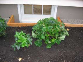 <em>Helleborus x hybridus</em> Lenten Rose 'Sunshine Selections' (left) and <em>Tellima grandiflora</em> Fringe Cups 'Forest Frost' (right)