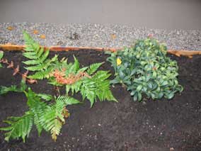 <em>Dryopteris erythrosora</em> Autumn Fern (left) and <em>Sarcococca ruscifolia</em> Fragrant Sweetbox (right)