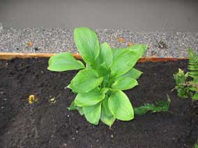 <em>Hosta</em> Hosta 'Mr Big'