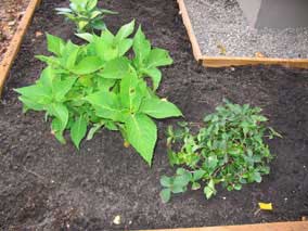 <em>Hydrangea bailmer</em> Hydrangea 'Endless Summer' (left) and <em>Cornus canadensis</em> Bunchberry (right)