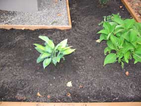 <em>Hosta</em> Hosta 'June' (on the left)