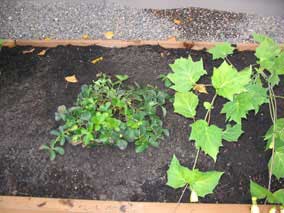 <em>Cornus canadensis</em> Bunchberry (on the left)