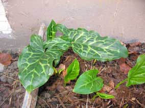 Mystery plants <em>Arum italicum</em>