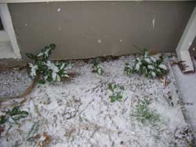 <em>Arum italicum</em> in the snow