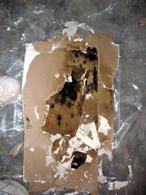 Moldy drywall on plastic, sprayed with bleach