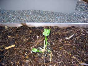 <em>Kirengeshoma palmata</em> Yellow Wax Bells coming up in spring