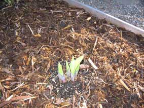 <em>Hosta</em> Hosta 'June' coming up in spring