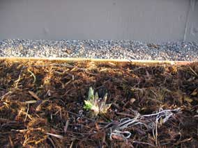 <em>Hosta</em> Hosta 'Mr Big' coming up in spring