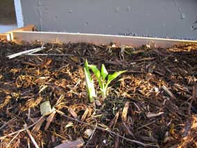 <em>Hosta</em> Hosta 'Lakeside Coal Miner' coming up in spring