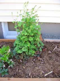 <em>Tellima grandiflora</em> Fringe Cups 'Forest Frost' blooming in spring