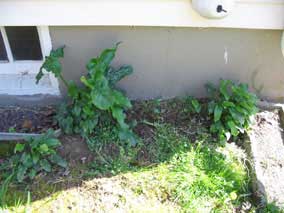 Mystery plants (<em>Arum italicum</em>) doing well in the spring