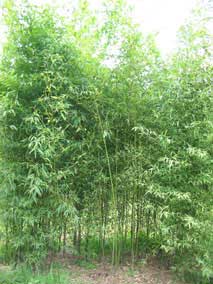 <em>Phyllostachys aurea</em> Golden Bamboo grove