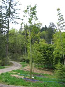 <em>Phyllostachys edulis</em> Moso Bamboo