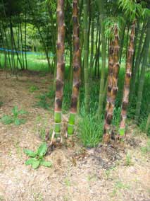 <em>Phyllostachys edulis</em> Moso Bamboo - new culms with protective sheaths