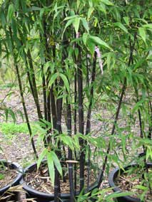 <em>Phyllostachys nigra</em> Black Bamboo