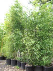 <em>Phyllostachys nigra</em> Black Bamboo