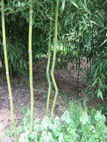 <em>Phyllostachys aureosulcata</em>, Yellow Groove Bamboo culms