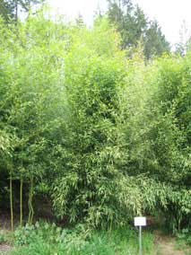 <em>Phyllostachys aureosulcata</em>, Yellow Groove Bamboo grove