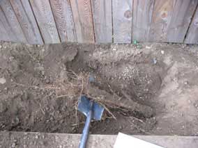 Tree root in the way of our trenching