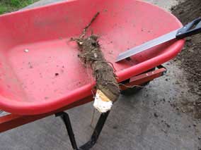 Tree root after cutting off with a miter saw