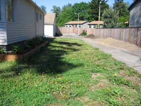 The lawn is all weeds and clay