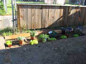 Testing locations for planting in flowerbed