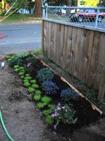 Plants in new flowerbed