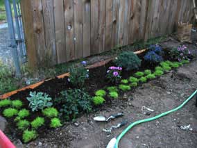 Plants in new flowerbed