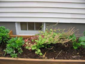 <em>Tellima grandiflora</em> Fringe Cups 'Forest Frost' leaning towards the evening sun