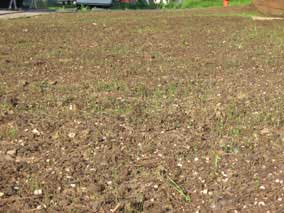 Grass sprouts coming up in new lawn