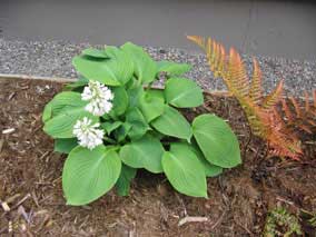 <em>Hosta</em> Hosta 'Mr Big' blooming and <em>Dryopteris erythrosora</em> Autumn Fern groing new fronds