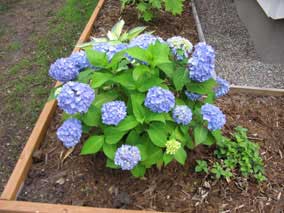 <em>Hydrangea bailmer</em> Hydrangea 'Endless Summer' in bloom