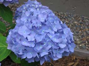 Closeup of flowers on <em>Hydrangea bailmer</em> Hydrangea 'Endless Summer'