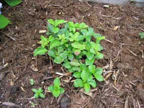 <em>Cornus canadensis</em> Bunchberry in spring