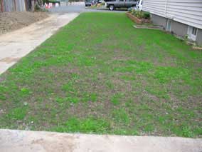 New lawn after three weeks