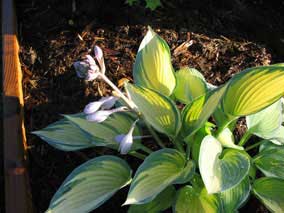 <em>Hosta</em> Hosta 'June' starting to bloom