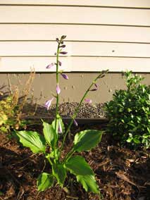 <em>Hosta</em> Hosta 'Lakeside Coal Miner' starting to bloom