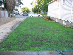 New lawn after three weeks