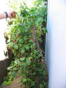 Berries growing over the fence from neighbors' yard