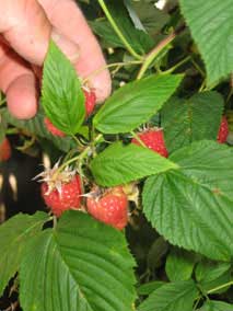 Berries, possibly raspberries