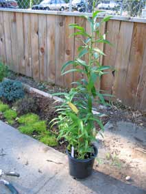 <em>Lilium</em> Oriental Lily 'Siesta' before planting