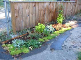 Front flowerbed after adding Oriental Lily