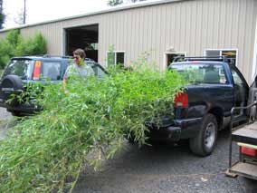 Bamboo first loaded into truck