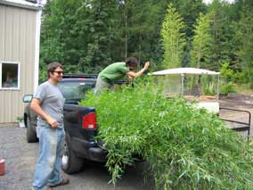 Wrapping string around the bamboo culms