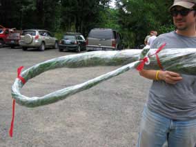 Bamboo with curly tail and red ribbons